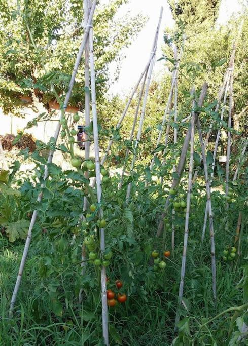 הוילה Campoleone Country House Tra Lago E Mare A Sud Di Roma מראה חיצוני תמונה